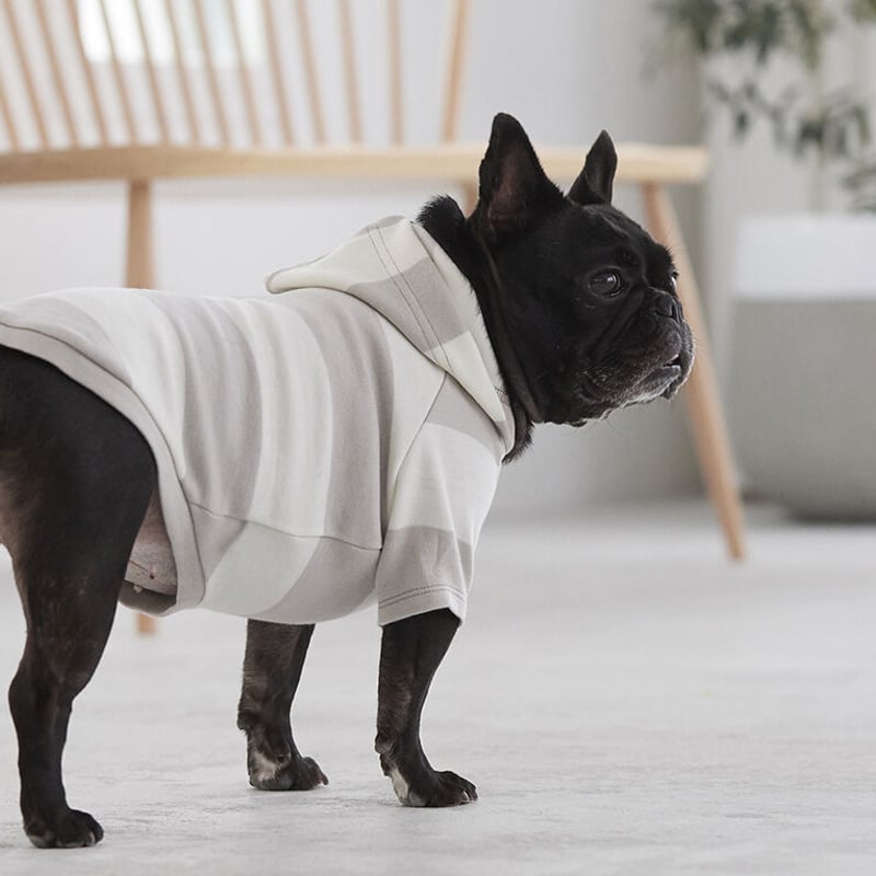 犬服  ラグランフード付き(Ｌ)   ꒡̈⃝Lily꒡̈⃝ハンドメイド ふんわり素材のシンプルラグランパーカー | フレンチブルドッグと中型