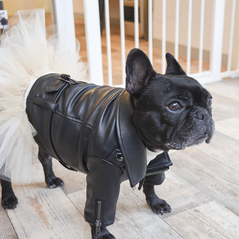 超クール！ライダースジャケット（長袖） | フレンチブルドッグと中型