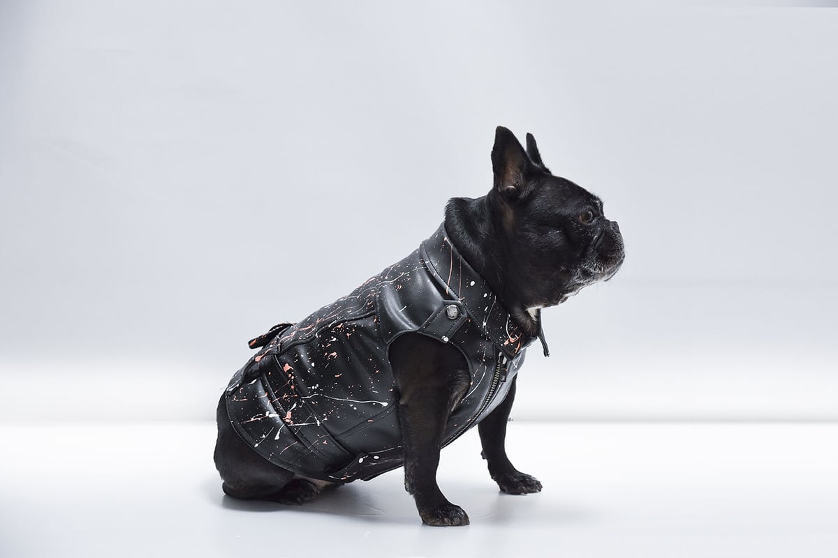 DOG ペイントジャケット fit=scale-down,w=1200