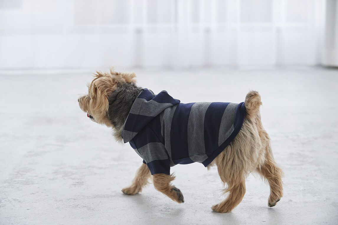 ラグビーボーダーラグランパーカー | フレンチブルドッグと中型犬の犬
