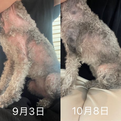 イッチクローズコート50ｇ　乾燥がひどくフケがでやすい皮膚に　虫刺されにも　お試しサイズもあります。