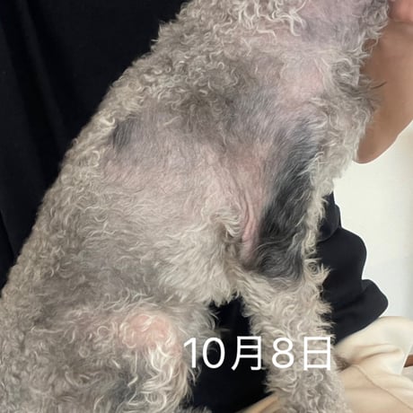 イッチクローズコート50ｇ　乾燥がひどくフケがでやすい皮膚に　虫刺されにも　お試しサイズもあります。