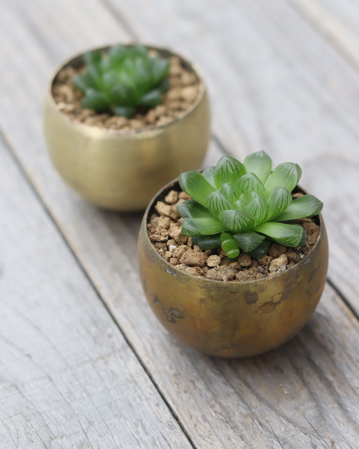 真鍮鉢とハオルチア・オブツーサ | WATO