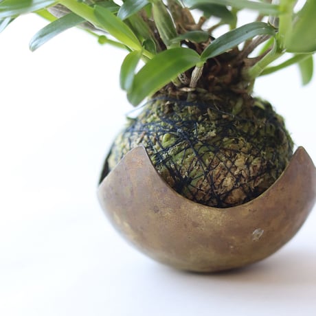 鎚目模様の苔玉受　[　星鉢受　]