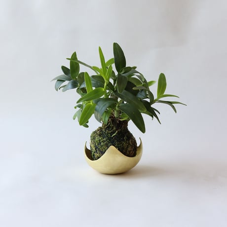 鎚目模様の苔玉受　[　星鉢受　]