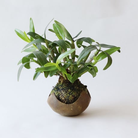 鎚目模様の苔玉受　[　星鉢受　]