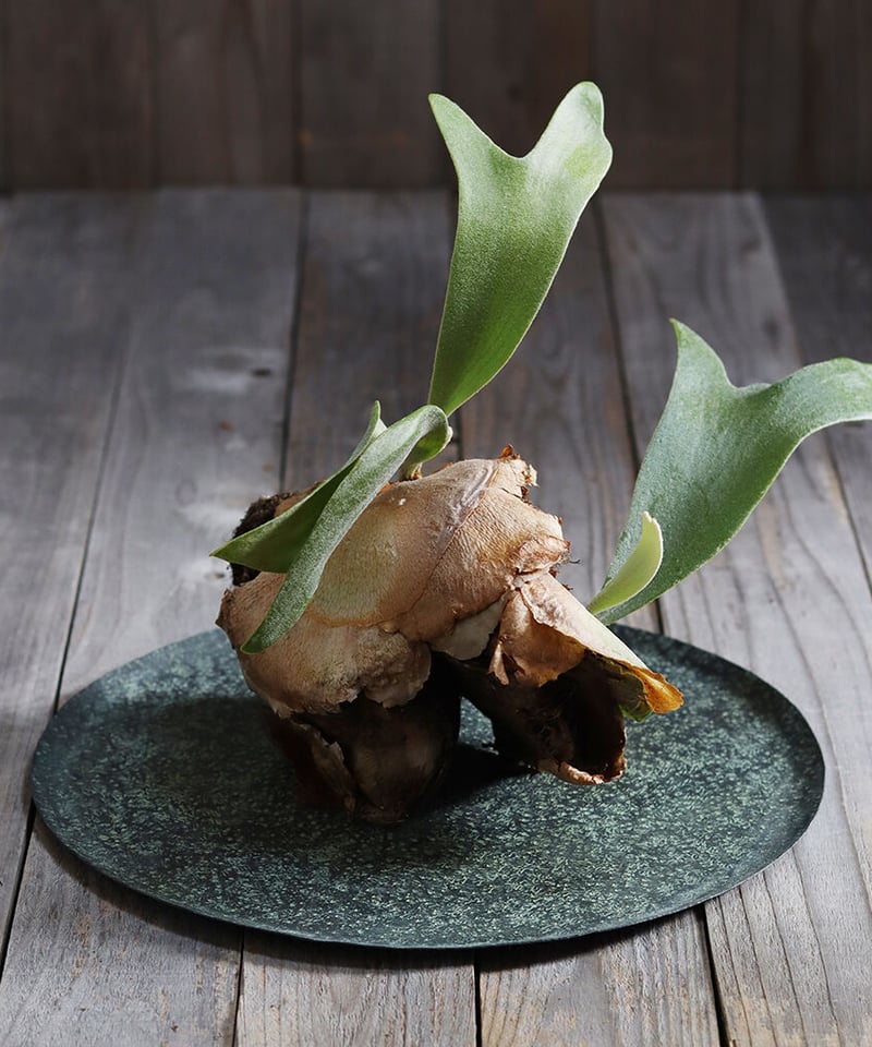 輪島塗 角盆 (小) -蘭の沈金仕上げ- [内面朱色/外面黒色]｜輪島