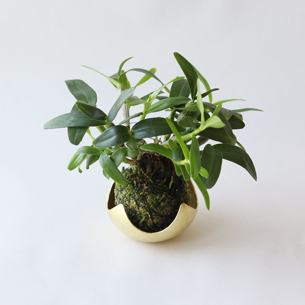 苔玉・苔 endo 鎚目模様の苔玉受 [ 星鉢受 ] | WATO