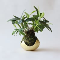 鎚目模様の苔玉受　[　星鉢受　]