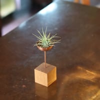 エアープランツスタンド