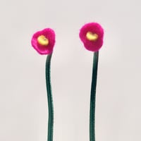 Strong pink poppy