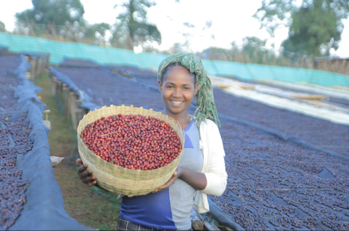 Ka　エチオピア・チェルチェレW　ボリビア・ナチュラル 各5kg（生豆） Ka エチオピア・チェルチェレW ボリビア・ナチュラル 各5kg（生豆） Ka
