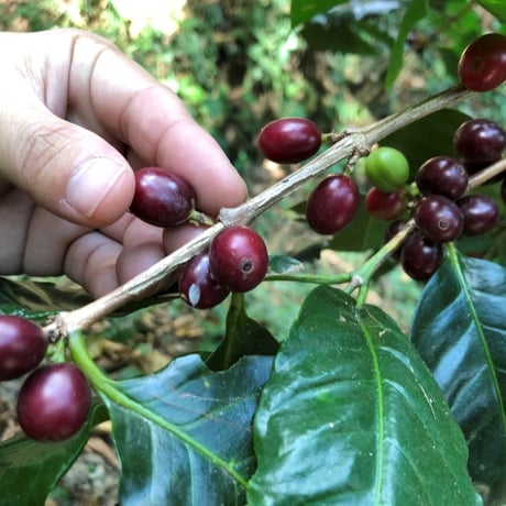 コロンビアの森のコーヒー (豆/粉、150g)