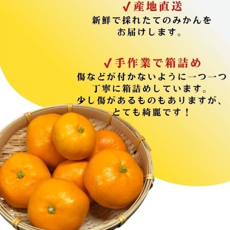 新鮮村のみかん 10kg　※送料込み（北海道・沖縄除く）