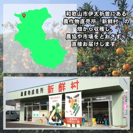 新鮮村のみかん 10kg　※送料込み（北海道・沖縄除く）