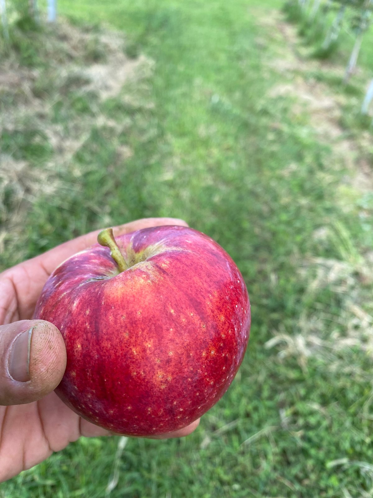 春ギフト限定】特選りんごジュース3本セット❗️ | 信州・さくほ「須田