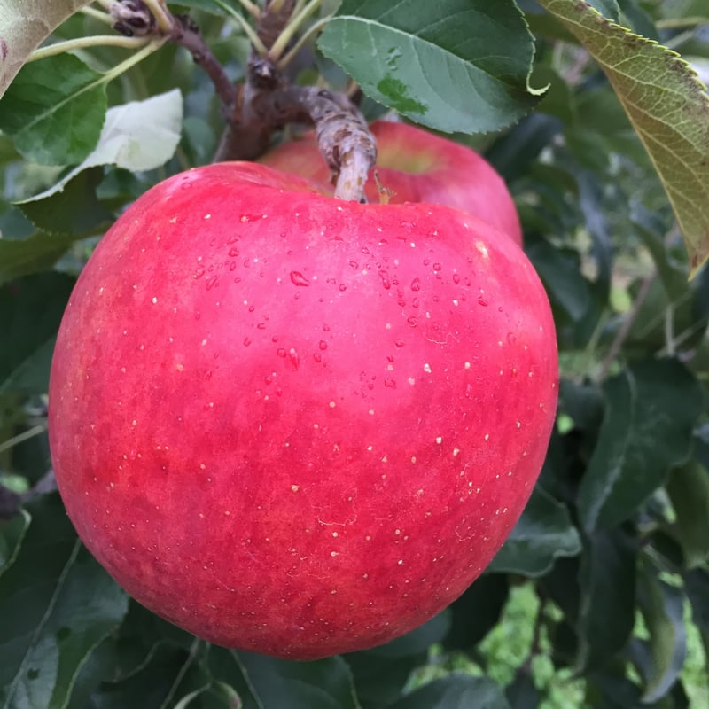 りんごジュース【シナノリップ】 | 信州・さくほ「須田農園」