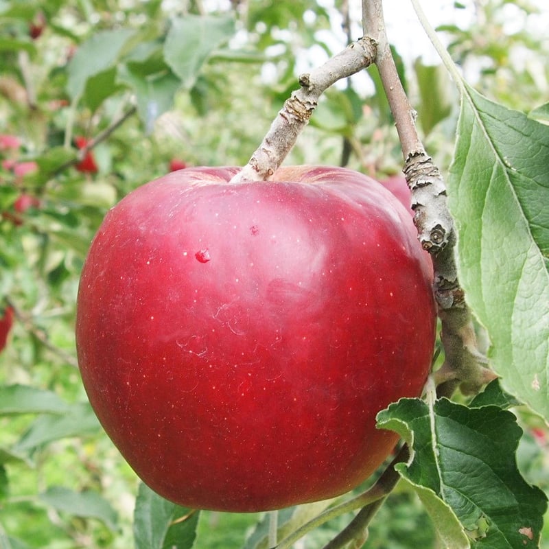 りんごジュース 〔紅玉〕 | 信州・さくほ「須田農園」