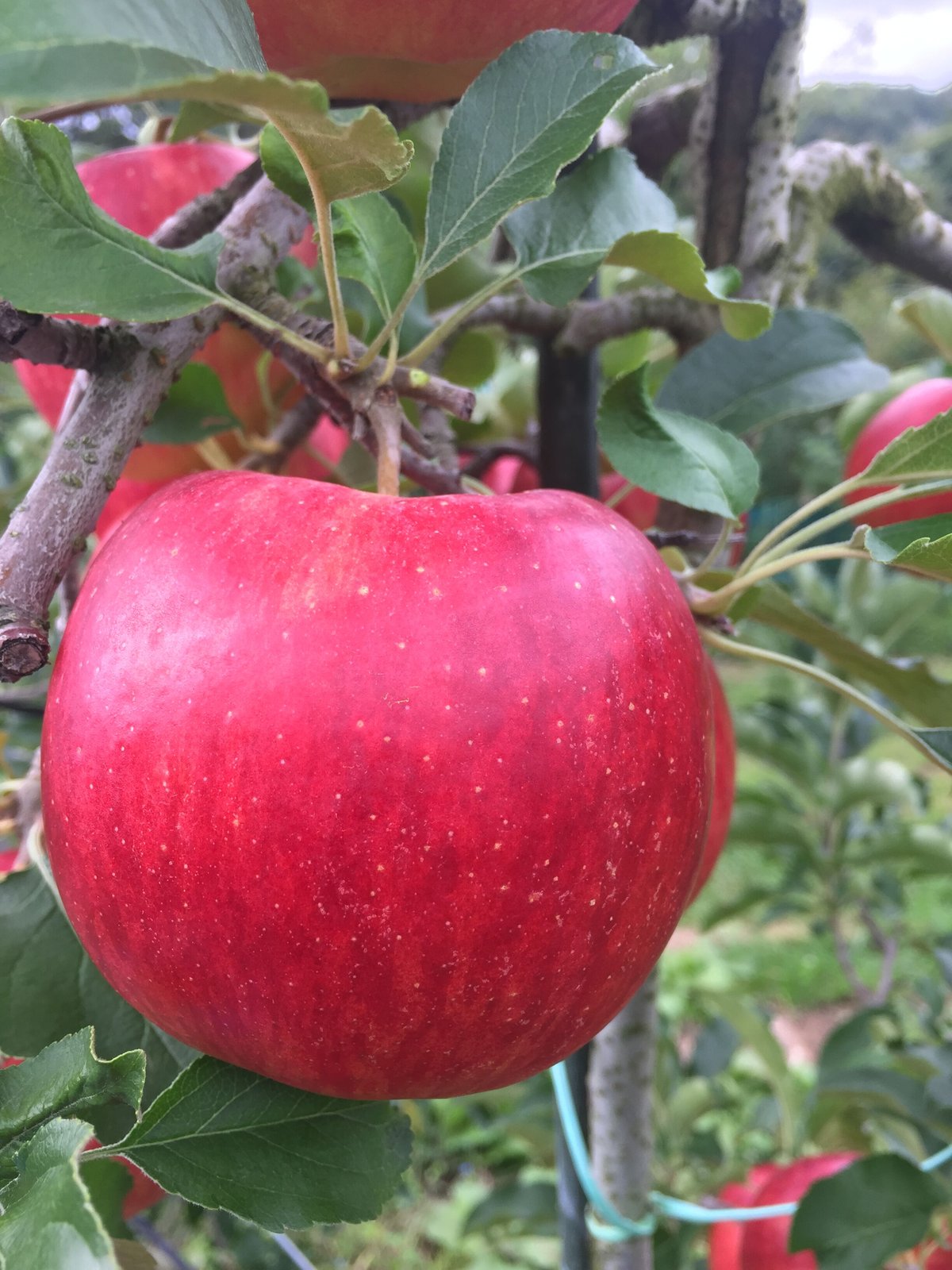 シナノドルチェ（3kg箱） | 信州・さくほ「須田農園」