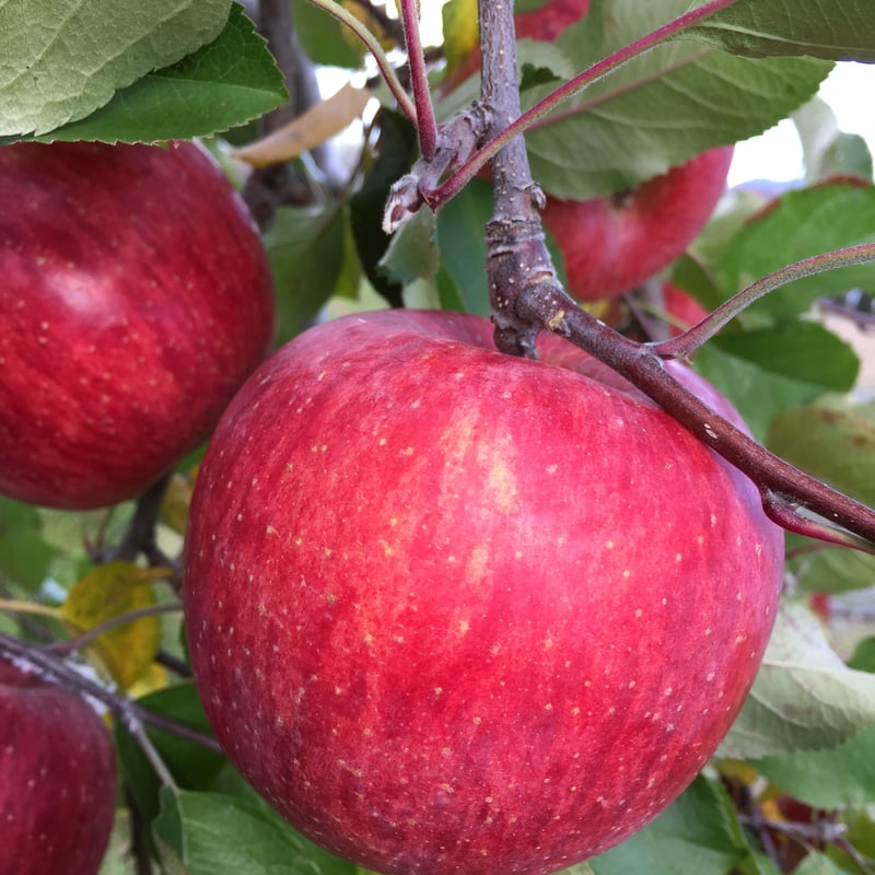 果実ジャム3種詰合せ【限定ギフト】 | 信州・さくほ「須田農園」