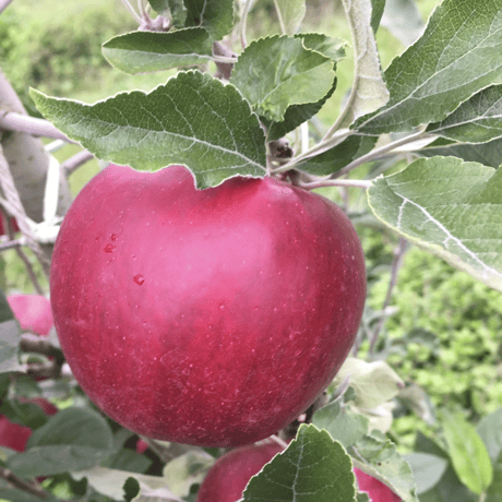 紅玉りんご（2.5kg〜3kg箱）