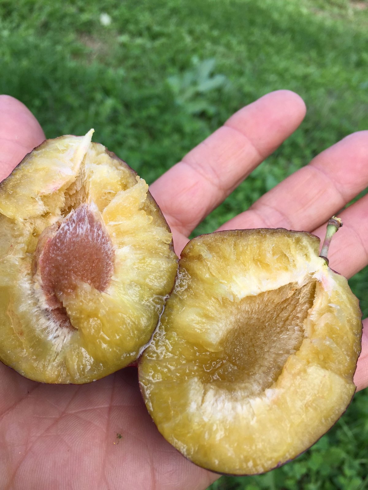 数量限定】オータムキュート（大玉プルーン）1キロ箱 | 信州・さくほ