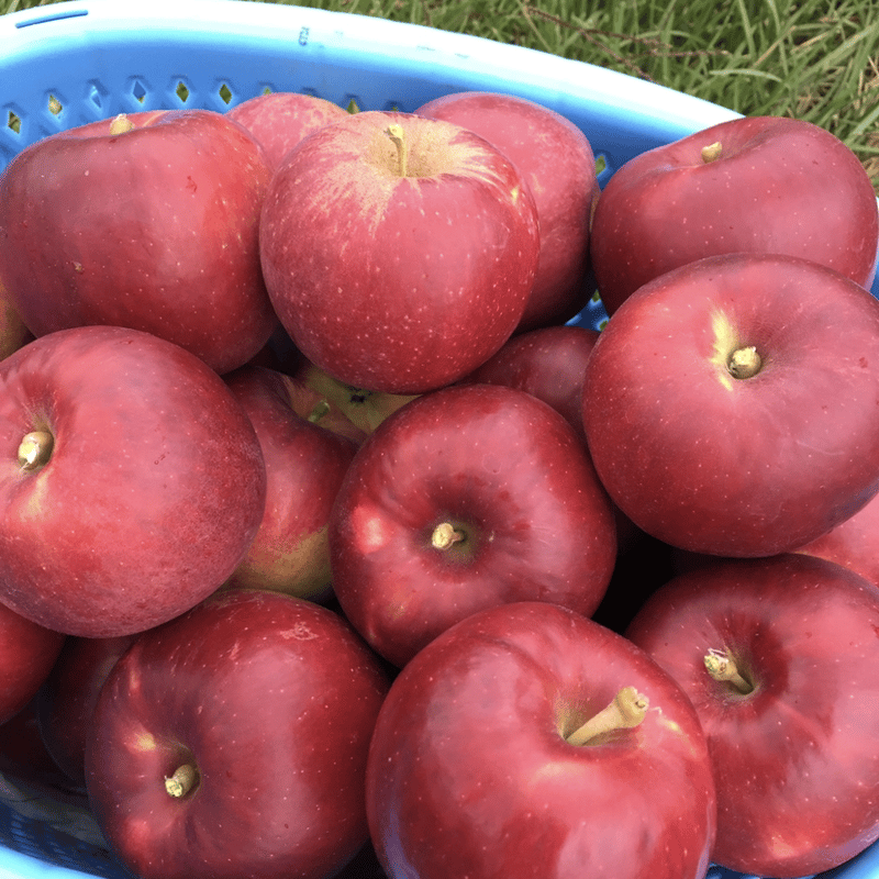 紅玉りんご（2.5kg〜3kg箱） | 信州・さくほ「須田農園」