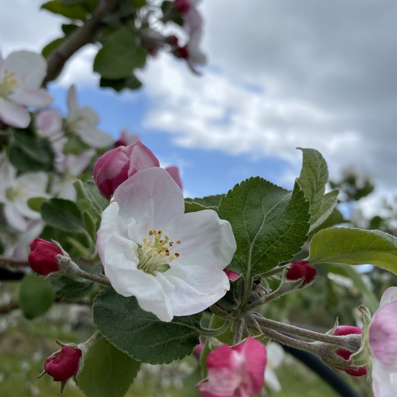 シナノドルチェ（3kg箱） | 信州・さくほ「須田農園」