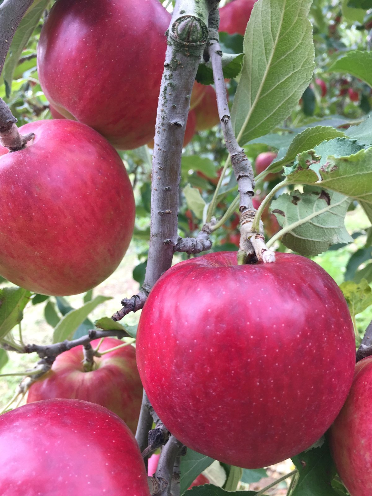 紅玉りんご（2.5kg〜3kg箱） | 信州・さくほ「須田農園」