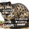 コピ・ルアク（100g）