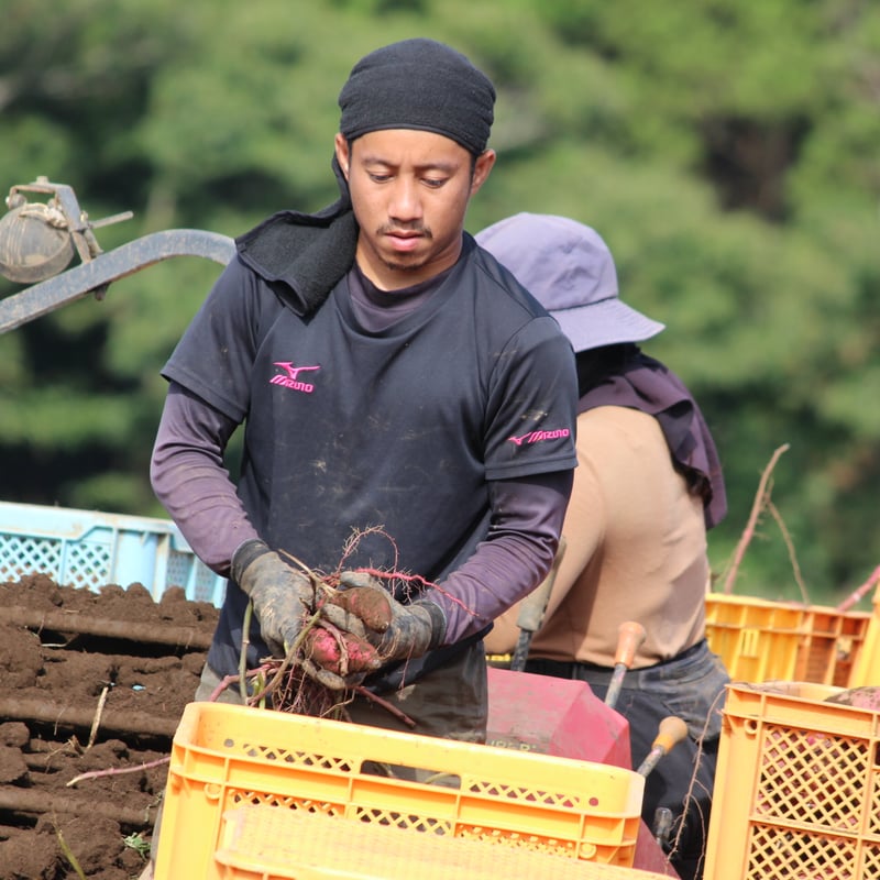 通年発送可】茨城県産 紅はるか 平切り干し芋 250g | 茜農園 通年発送可】茨城県産 紅はるか 平切り干し芋 250g | 茜農園