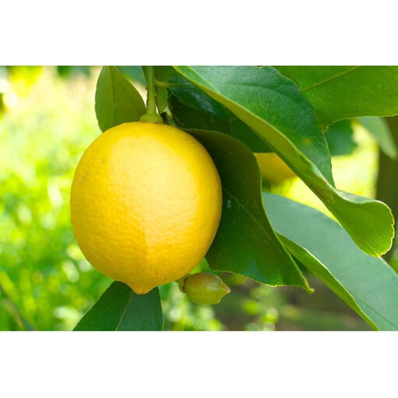 あおもり林檎セミドライ アップルレモン | まごころ農場