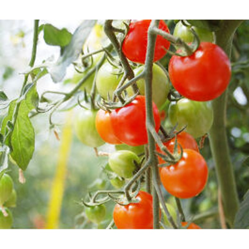 トマトジュース160ml 6本入 | まごころ農場