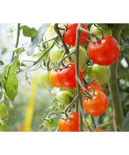 トマトジュース160ml 6本入 | まごころ農場