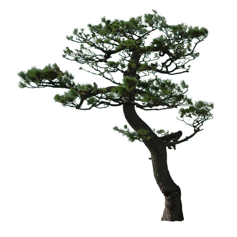 Free Tree ☆T1_021_マツ_Pine-tree | FREE TREE CUTOUT