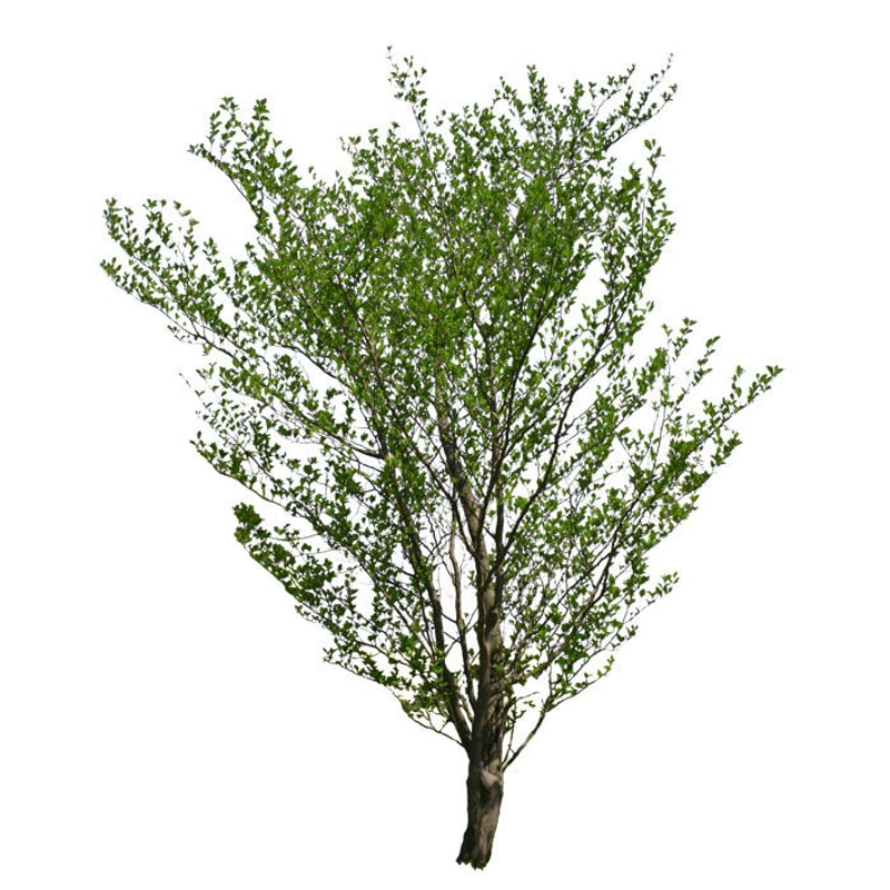 Free Tree ☆ T1_014_ヒメシャラ_Himeshara | FREE TREE