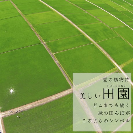 令和７年新潟県産こしいぶき白米１０ｋｇ（５kg×２個パック）
