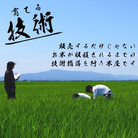 令和７年新潟県産こしいぶき白米１０ｋｇ（５kg×２個パック）