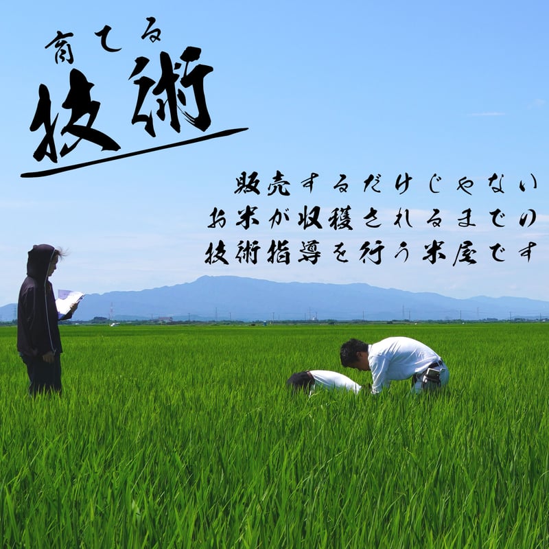 令和7年新潟県産こしいぶき白米20kg（5kg×4個パック） | Sun