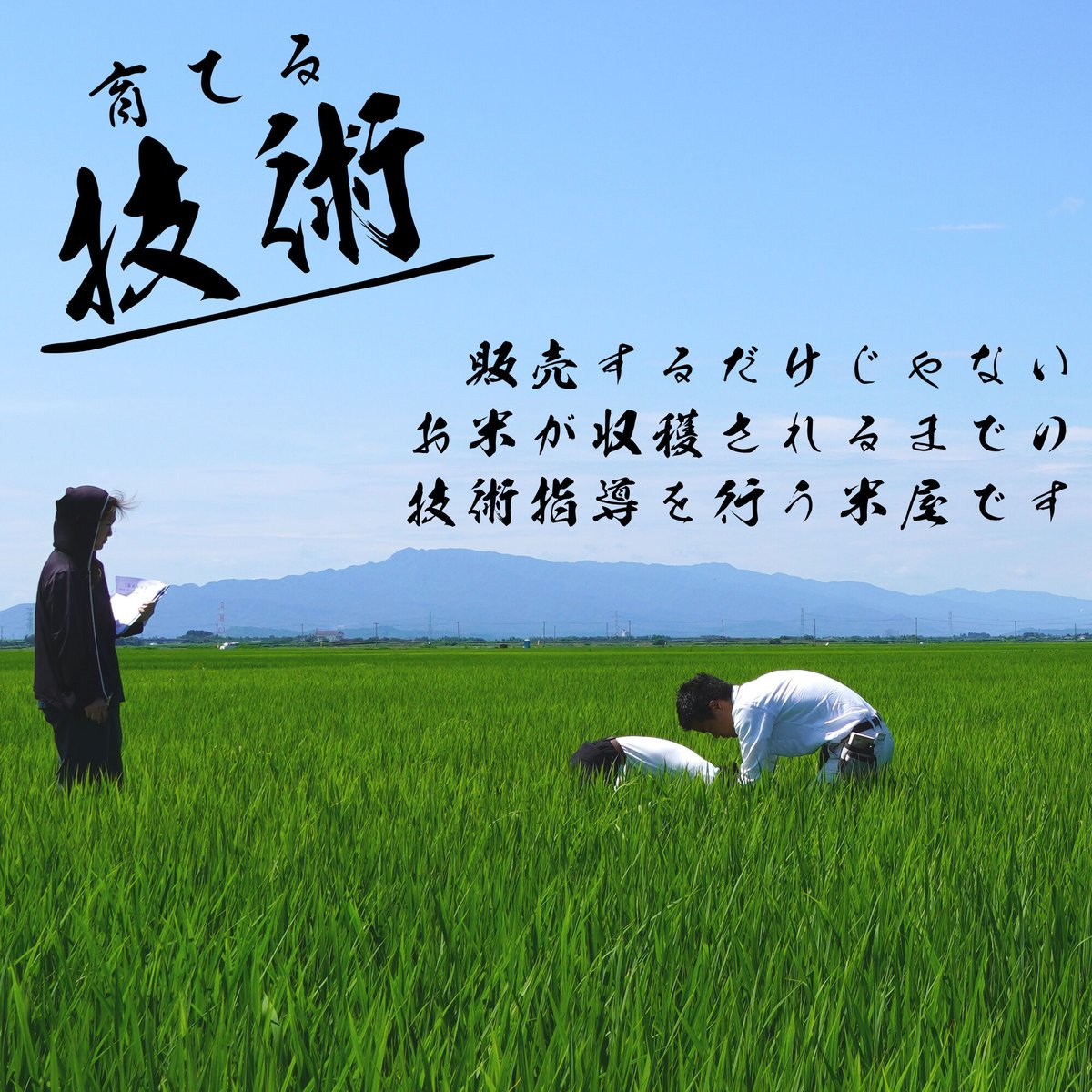 令和8年新潟県産こしいぶき白米20kg（5kg×4個パック） | Sun