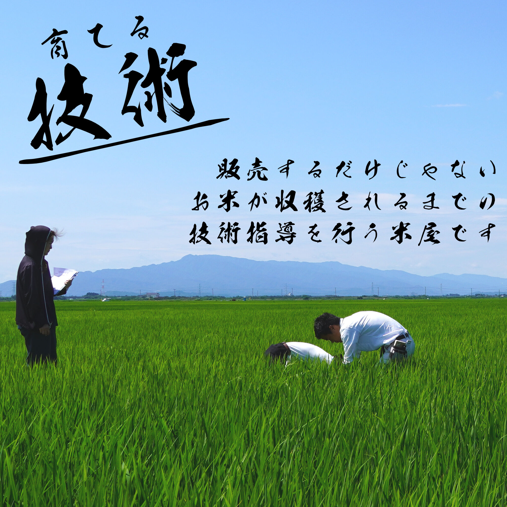 令和8年新潟県産こしいぶき白米20kg（5kg×4個パック） | Sun
