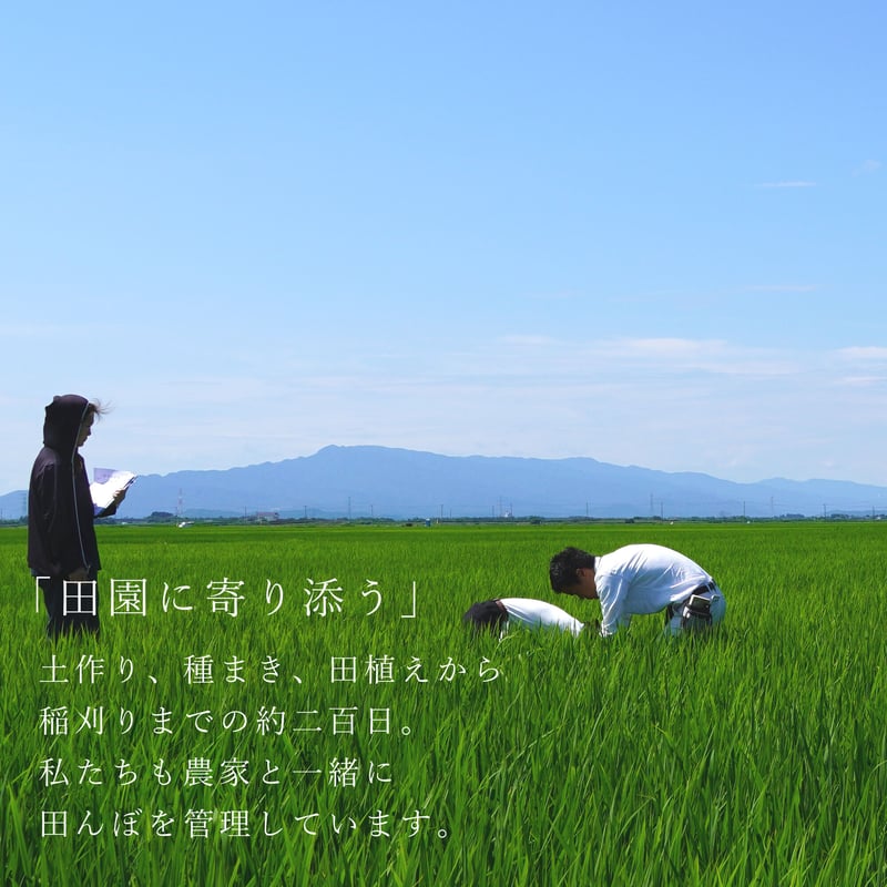 令和7年新潟県産コシヒカリ無洗米8kg | Sun Village Niigata