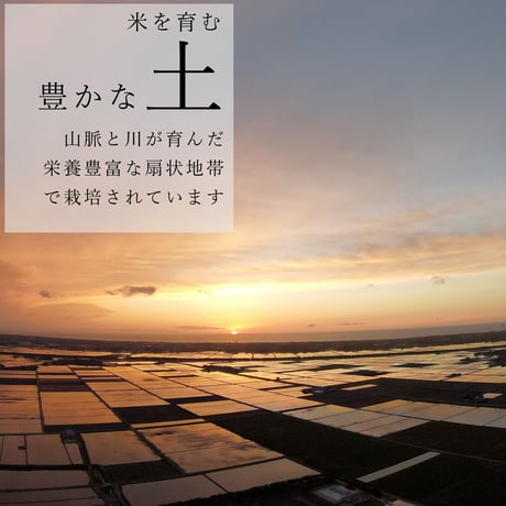 令和７年新潟県産こしいぶき白米２０ｋｇ（５ｋｇ×４個パック）
