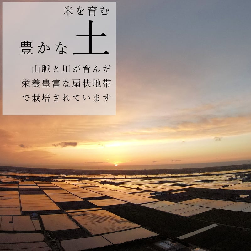 令和7年新潟県産こしいぶき白米20kg（5kg×4個パック） | Sun