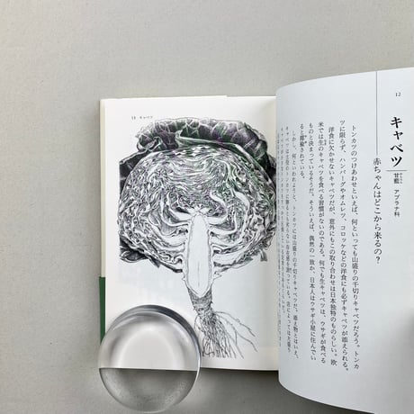 身近な野菜のなるほど観察記