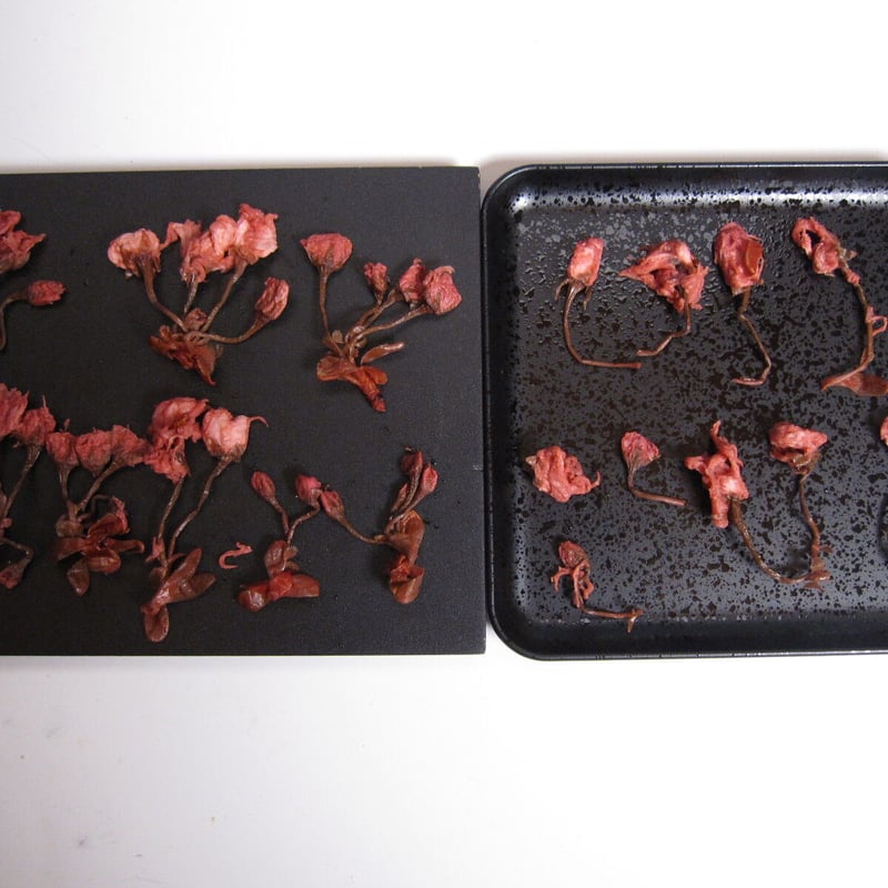 桜茶/:*ページ Amazon.co.jp: レッツお茶の店 さくら茶(粉末スティック20本入×5