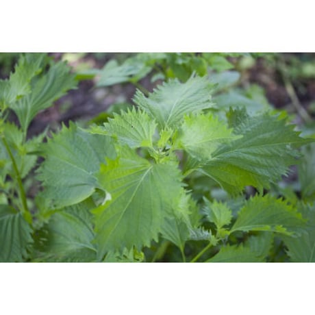 【メール便 送料無料】国産100％（農薬不使用） しそ茶 55ｇ ノンカフェイン