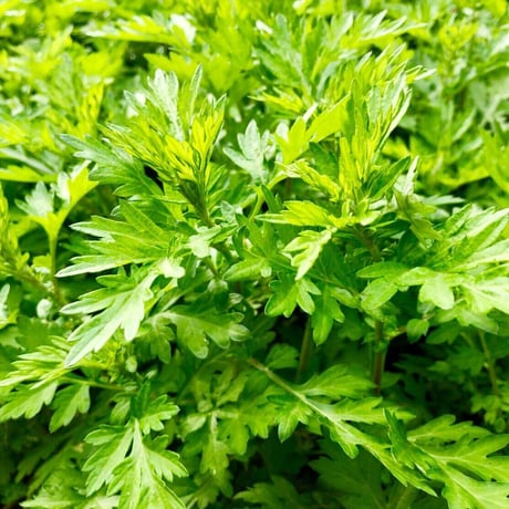 【メール便 送料無料】国産100％（自然自生・農薬不使用） よもぎ茶 40ｇ ノンカフェイン