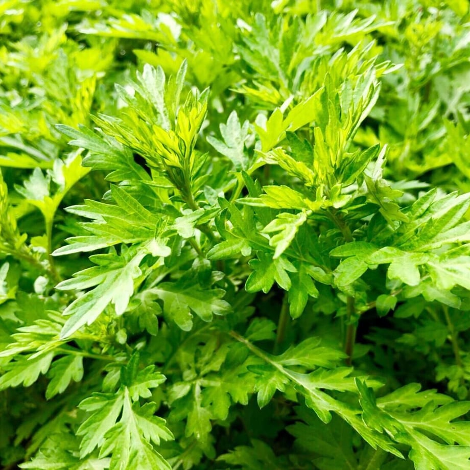 62c54350d8587468079e2876