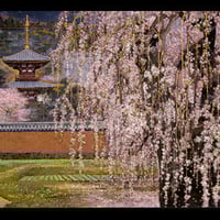 絵はがき：鹿苑寺庭園 | 後藤純男美術館